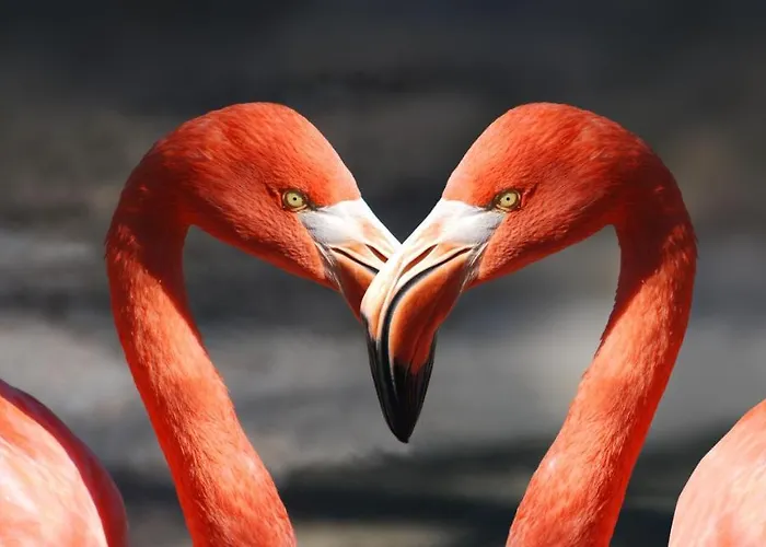 아파트 Playa Locos 또레비에하